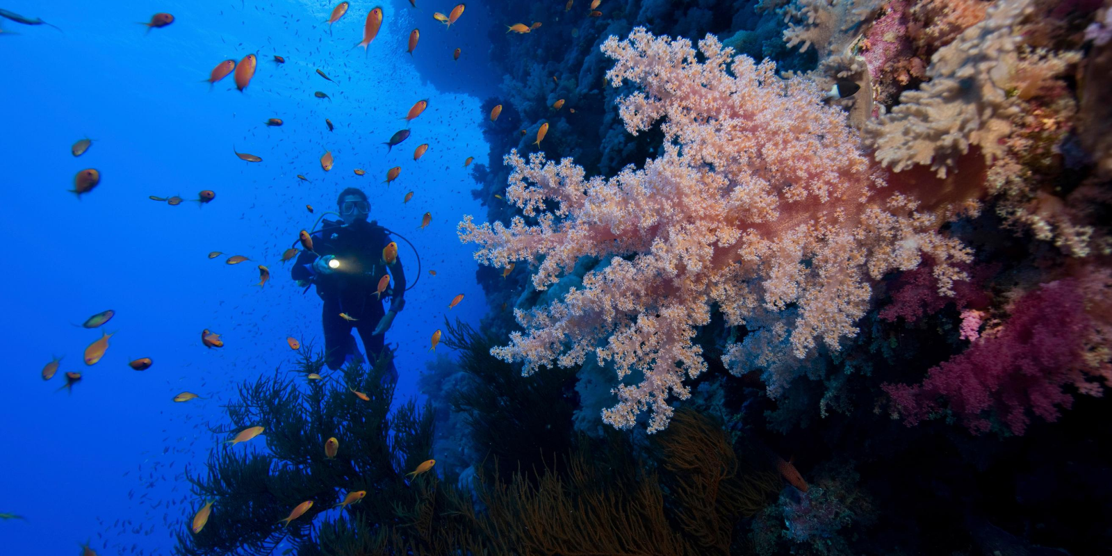 Best Dive Lights for Diving